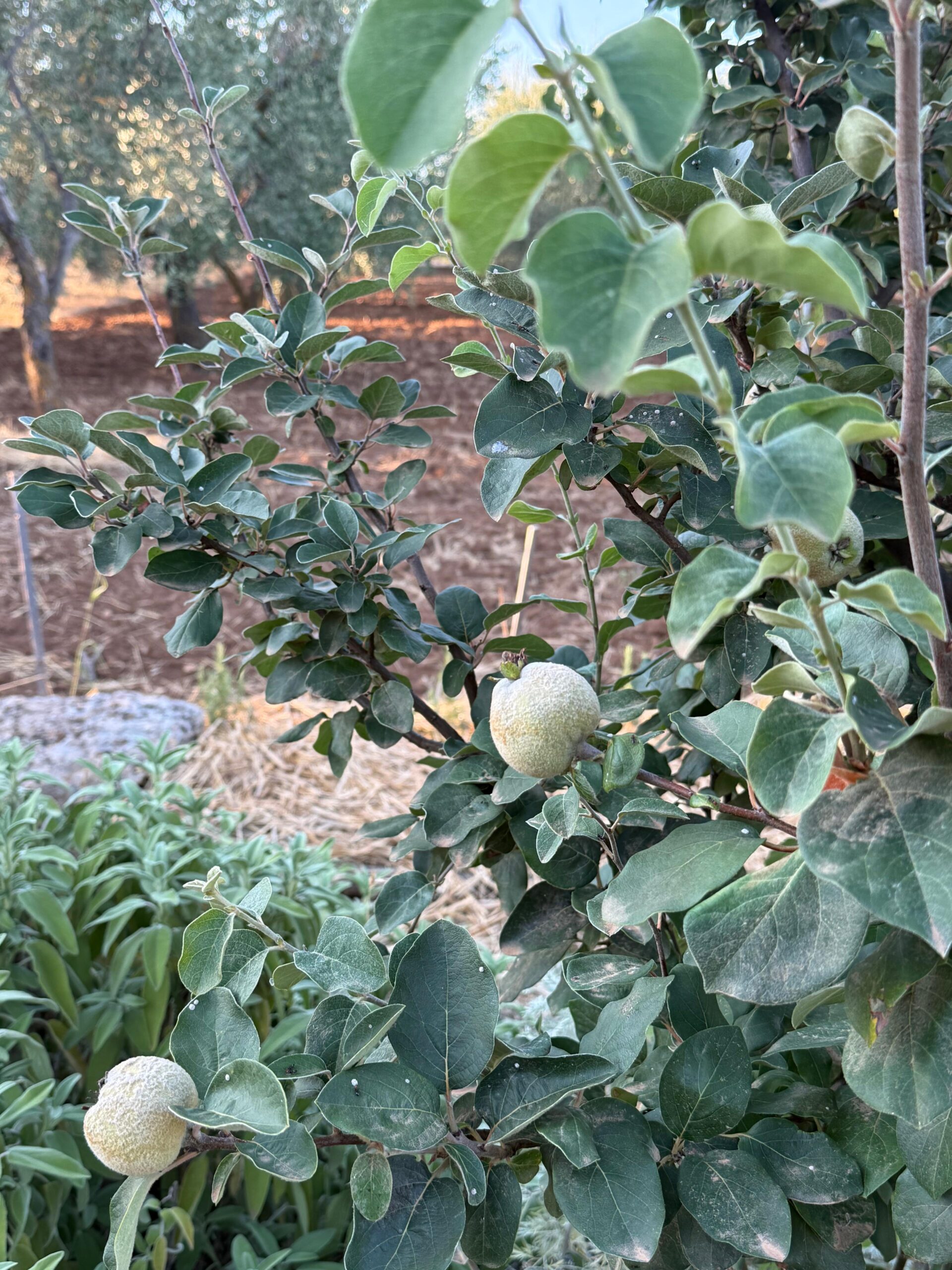 sentiero dei frutti antichi nell'Orto Pontrelli