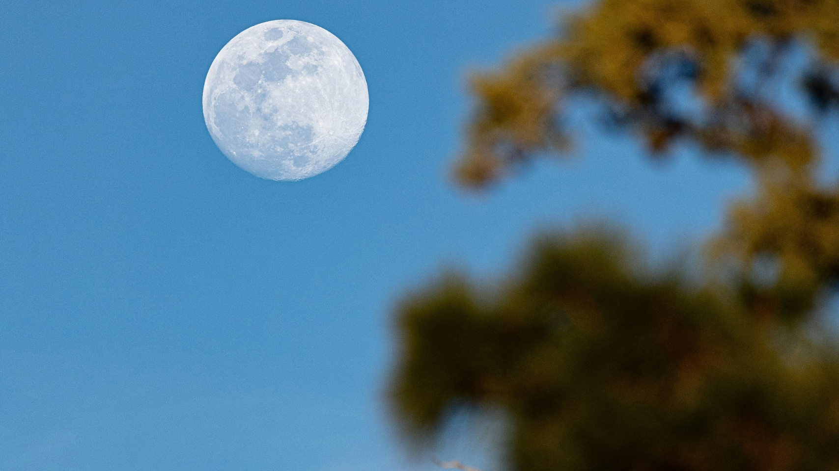 atmosfera notturna, luna bianca in cielo con alberi in primo piano